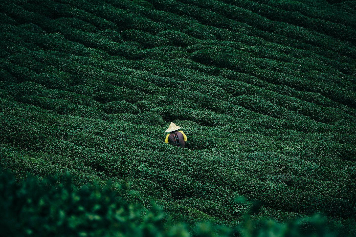 Un agricultor con sombrero cónico cuida plantas de té.