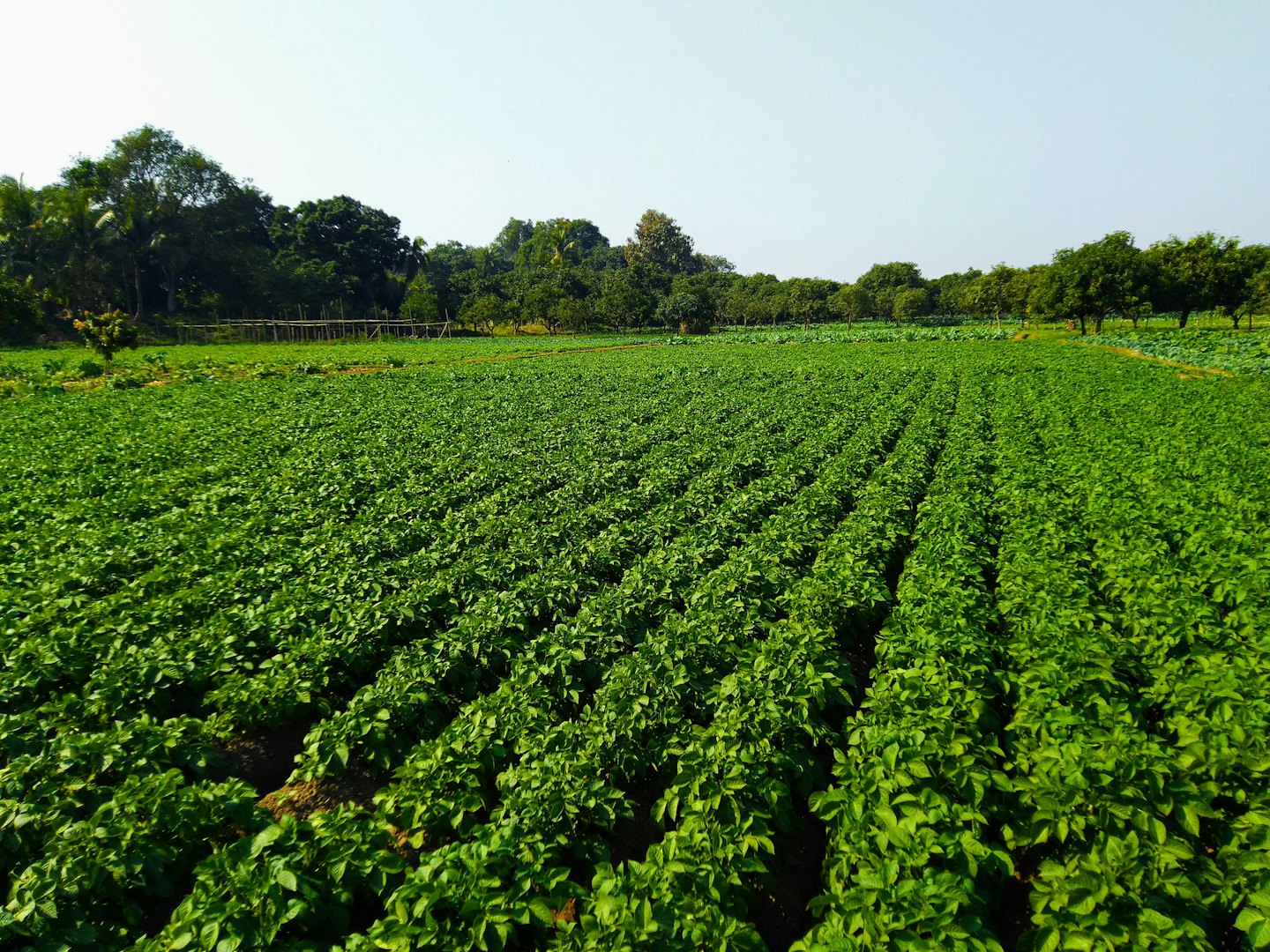 Cultivos verdes crecen en hileras paralelas en un campo soleado.