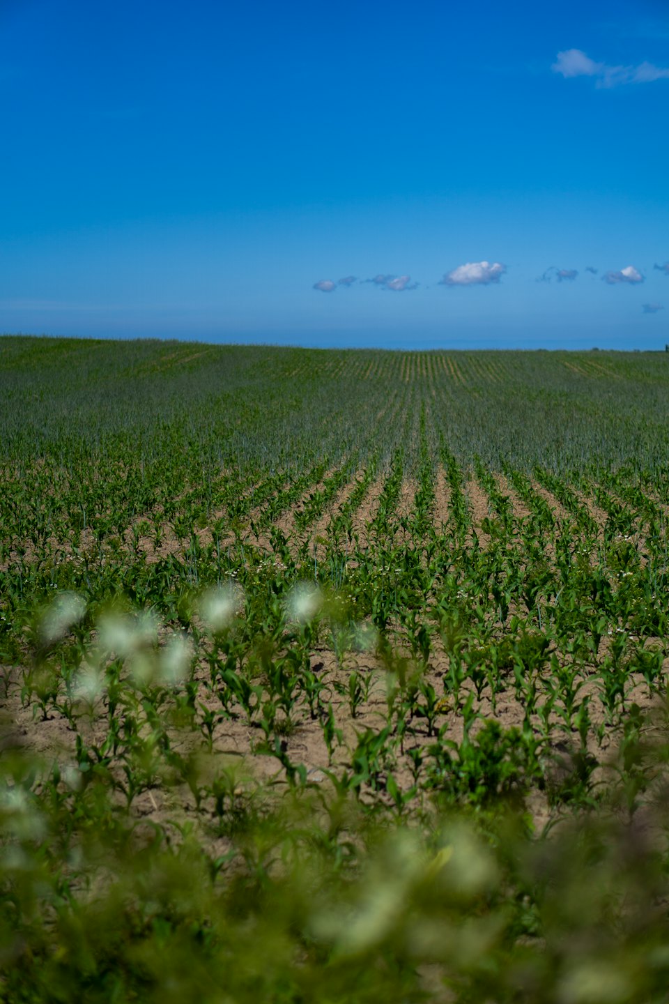 Filas de cultivos verdes jóvenes se extienden por un campo.