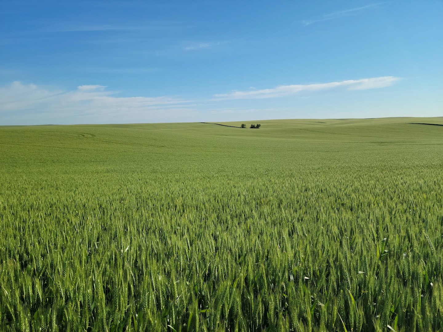Amplio campo agrícola verde bajo un cielo azul claro.