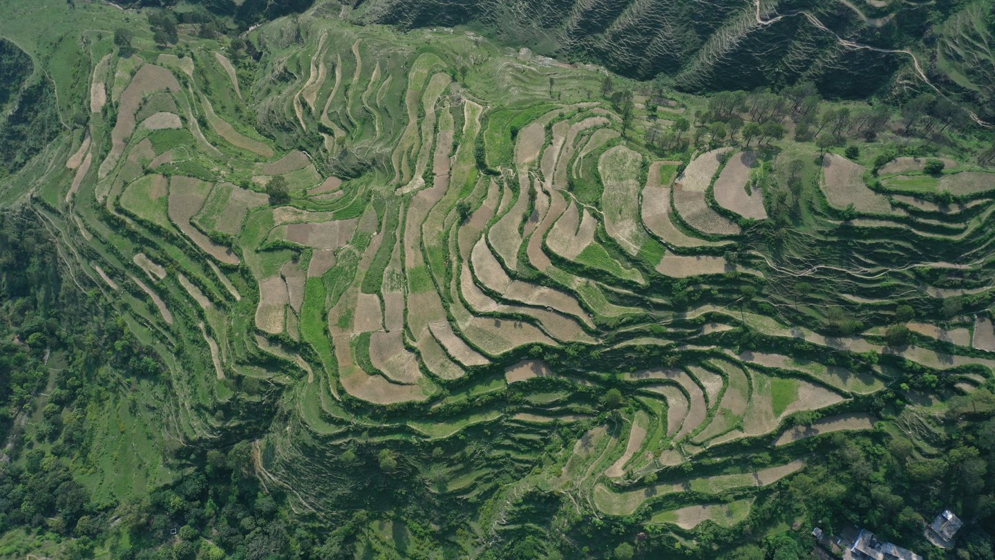 Terrazas agrícolas verdes y marrones suben una ladera.