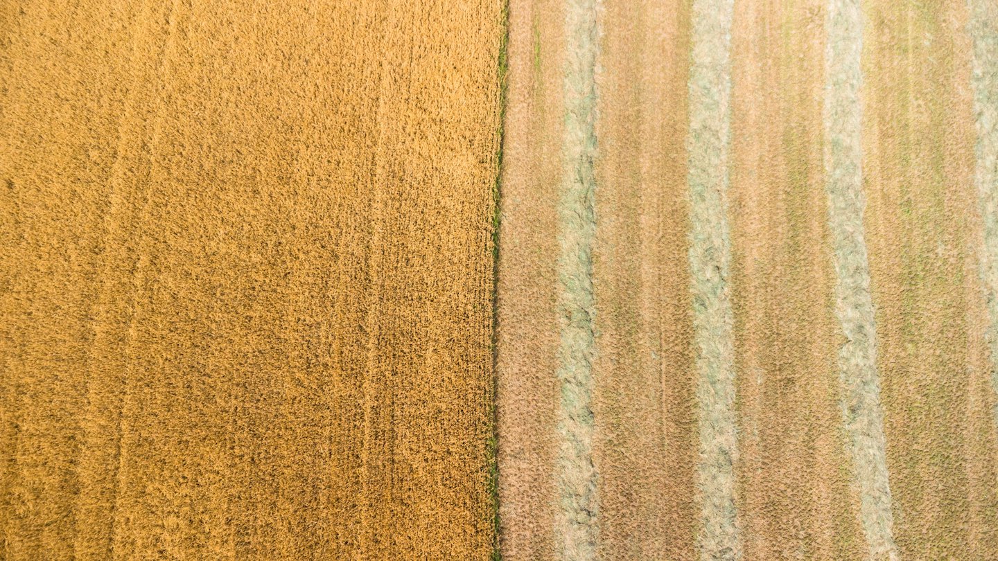 Un campo de cultivo dividido entre cultivos maduros y rastrojo cosechado.