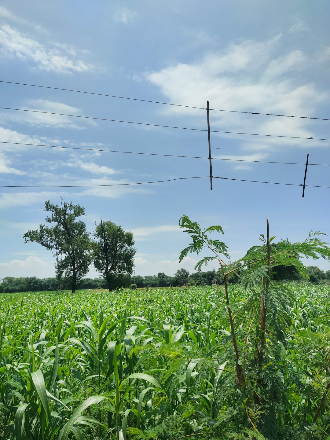 Cultivos verdes y frondosos crecen en un gran campo de cultivo bajo las nubes.